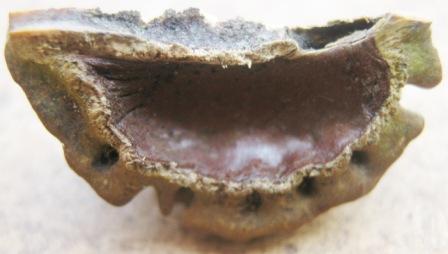 Rudraksha Cut Test